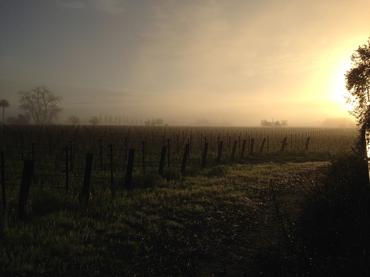 Booth Bella Oaks has been producing grapes for 35 years and their wine is sold under the Staglin Family Vineyard label.